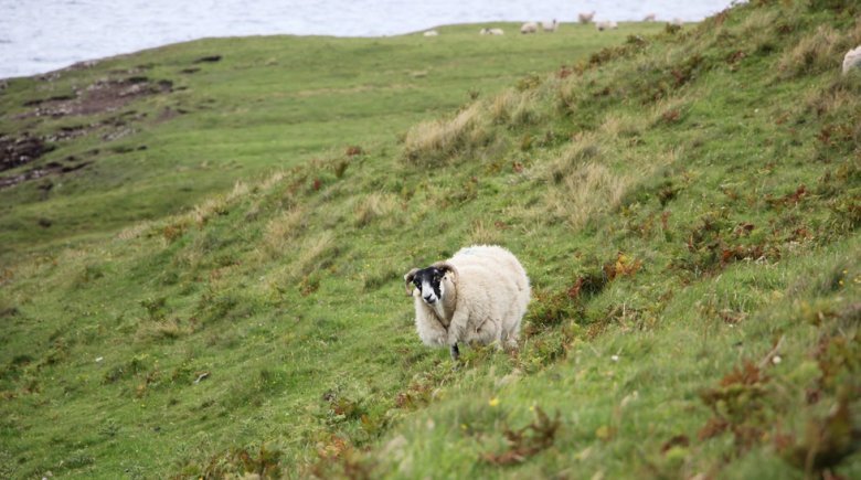 image moutons980.jpg (0.4MB)